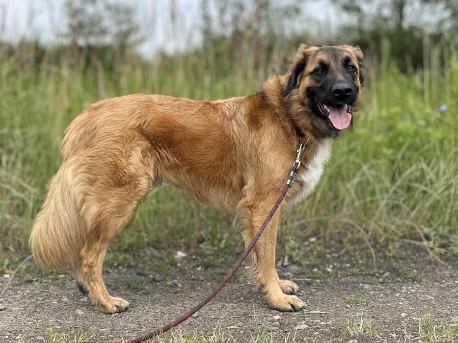 Młody Leon w typie leonbergera