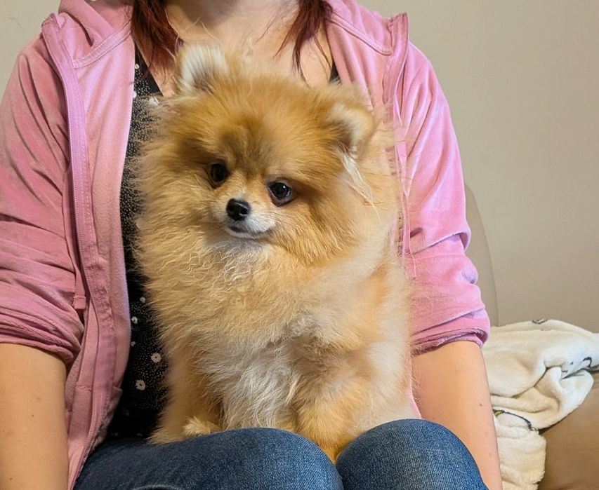 Pomeranian dziewczynka FCI
