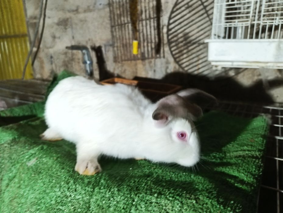 Vendo coelhos Califórnia