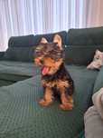 York Terrier Yoreczki Yorkshire
