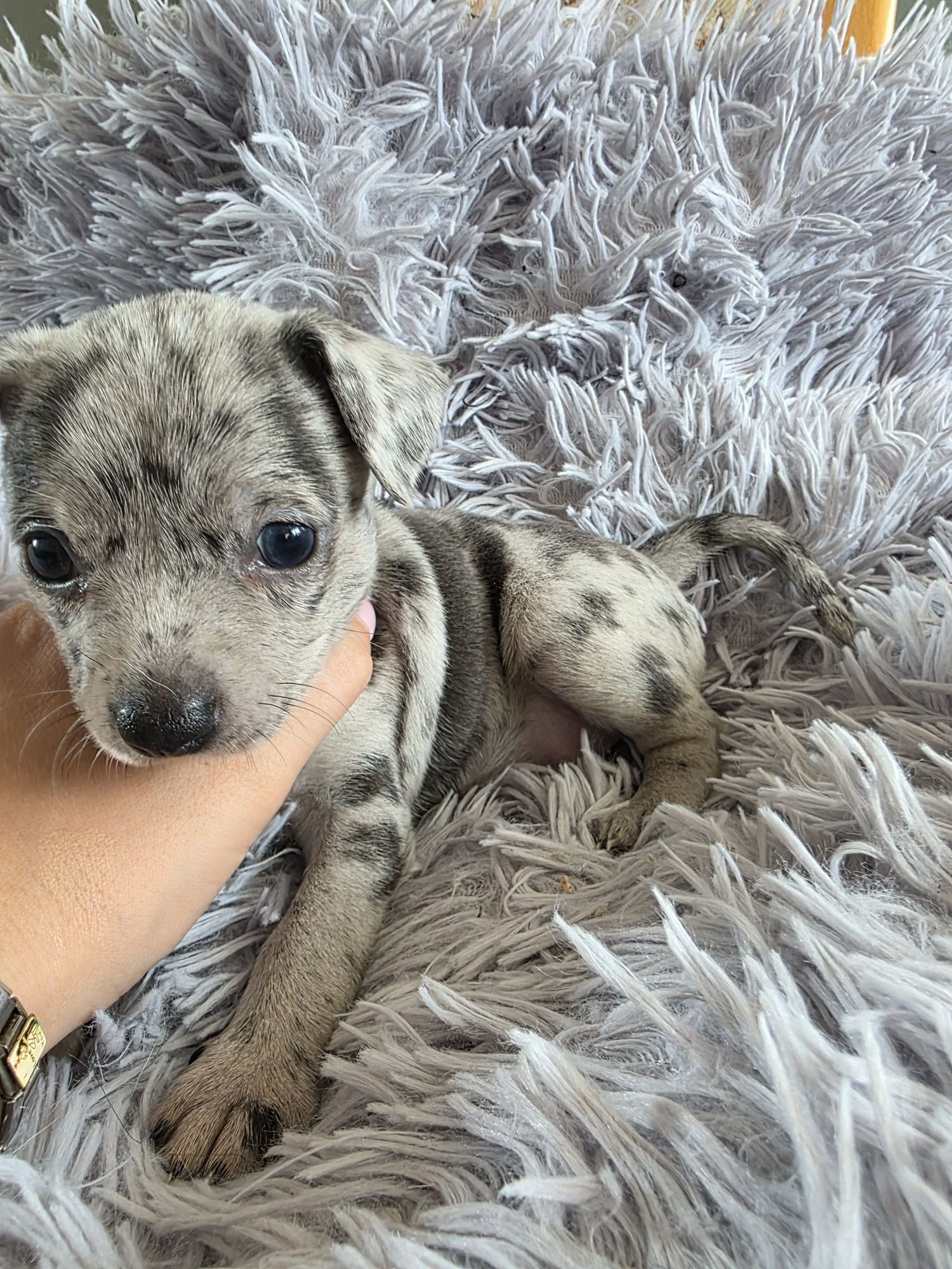Chihuahua merle sunia