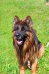Borys do adopcji