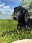 Cudowna suczka do adopcji!
