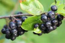 Aronia ekologiczna