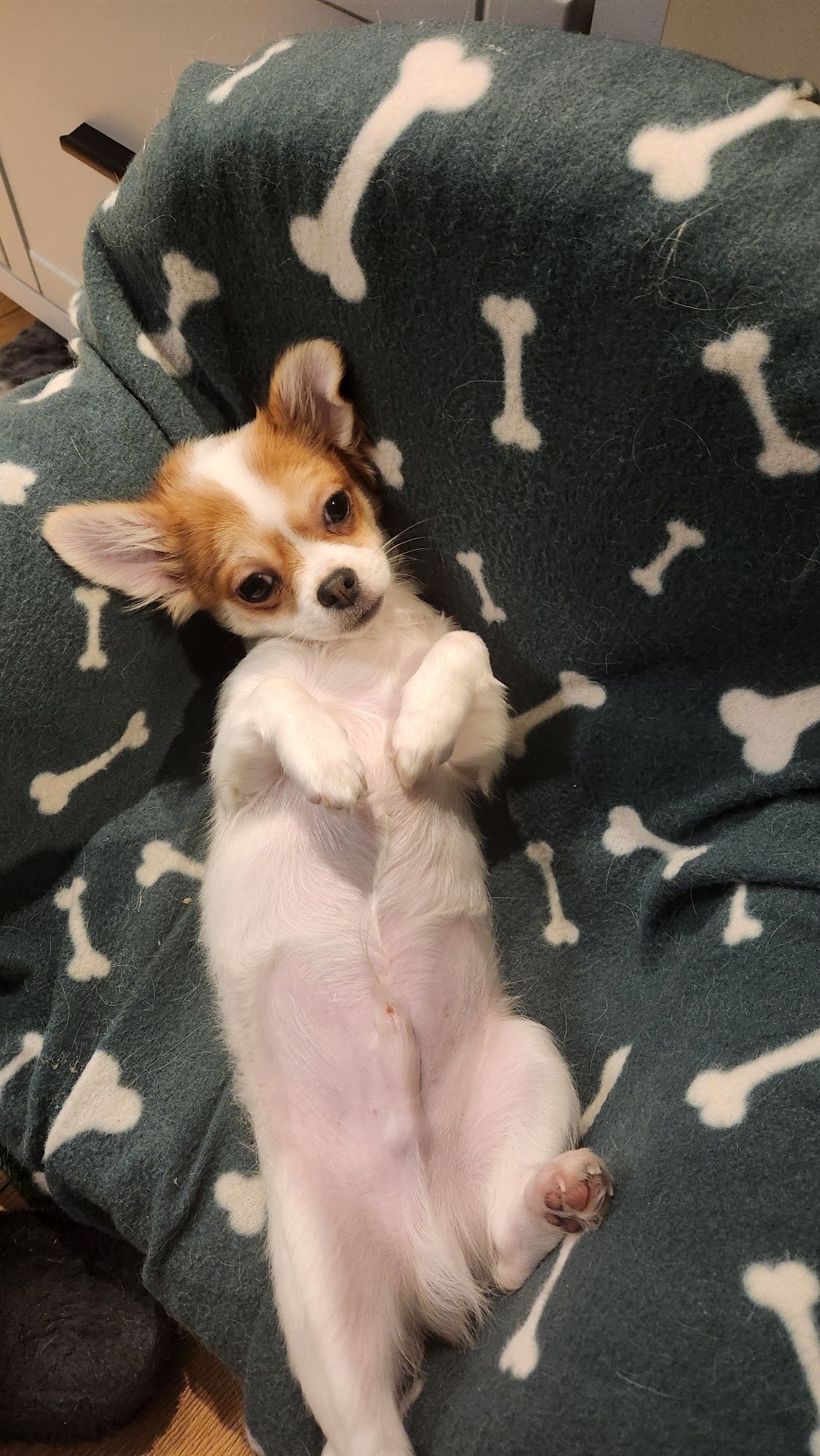 Piesek chihuahua