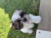 Suczka shih tzu.