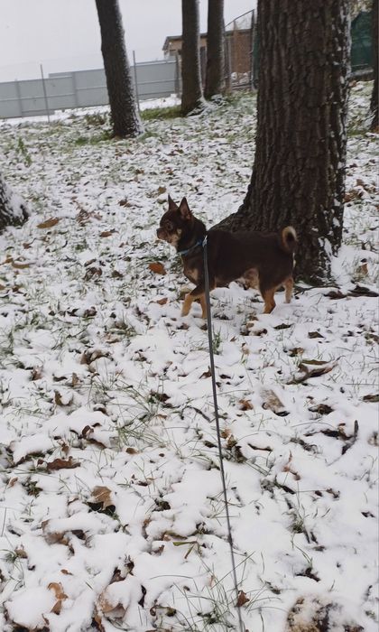 Чіхуахуа для в'язки хлопчик