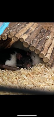 Szczur samiczka