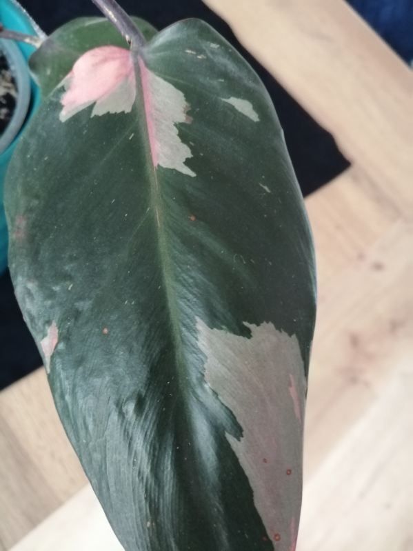 Philodendron Pink Prince