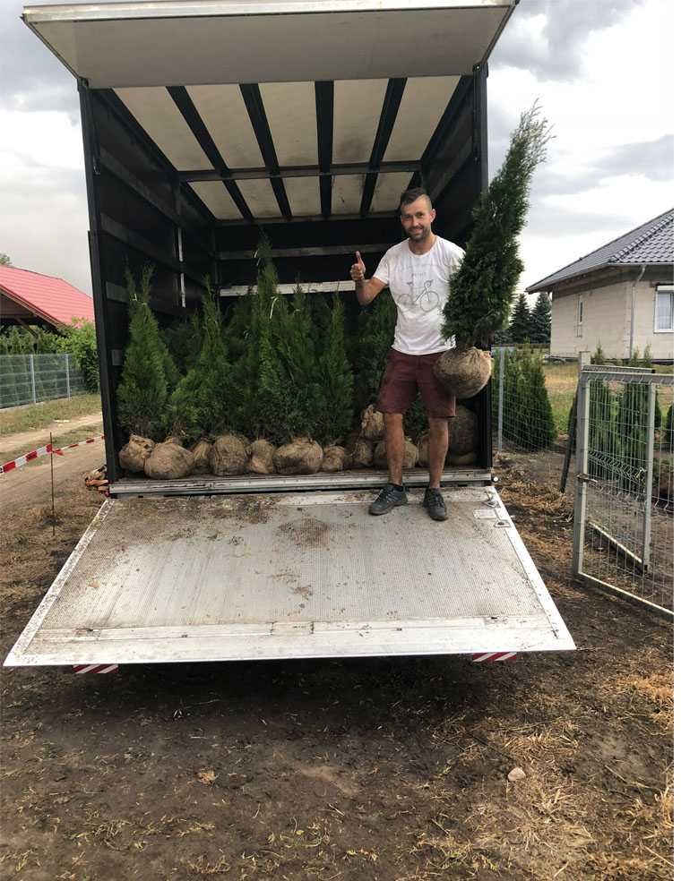 100cm Tuja smaragd szybki przyrost duze sadzonki Gorzów Zywoplot thuja