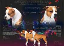Zapowiedz Niezwykle Obiecującego Miotu Amstaff ZKwP FCI