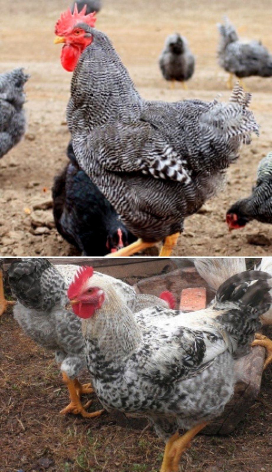 Яйця для інкубації кури домінанти