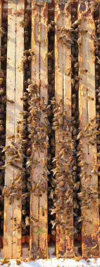 Odkłady Pszczele 10+1, pszczoły ramka wielkopolska lub wlkp.18cm ul