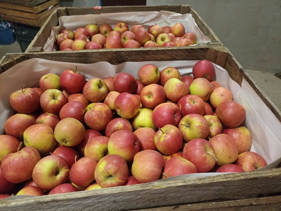 Sprzedam jabłko drobne