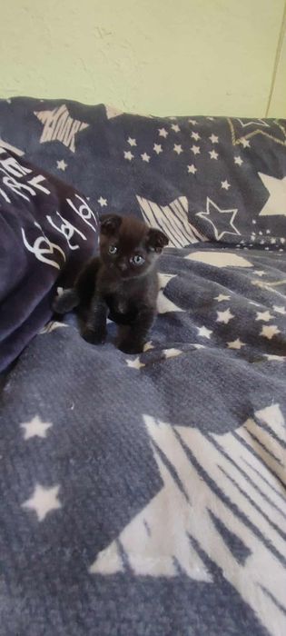 Шотландське кошеня.