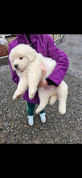 Polski Owczarek Podhalański