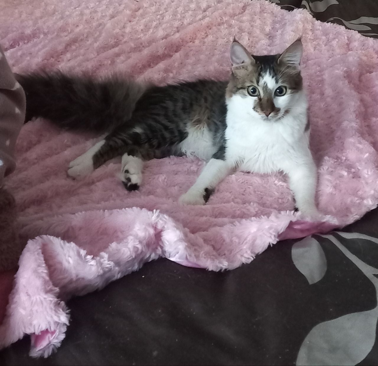 Красивейший котик ( 8 мес) ищет дом.