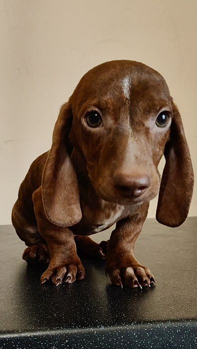 Цуценя мініатюрної такси з родовідом