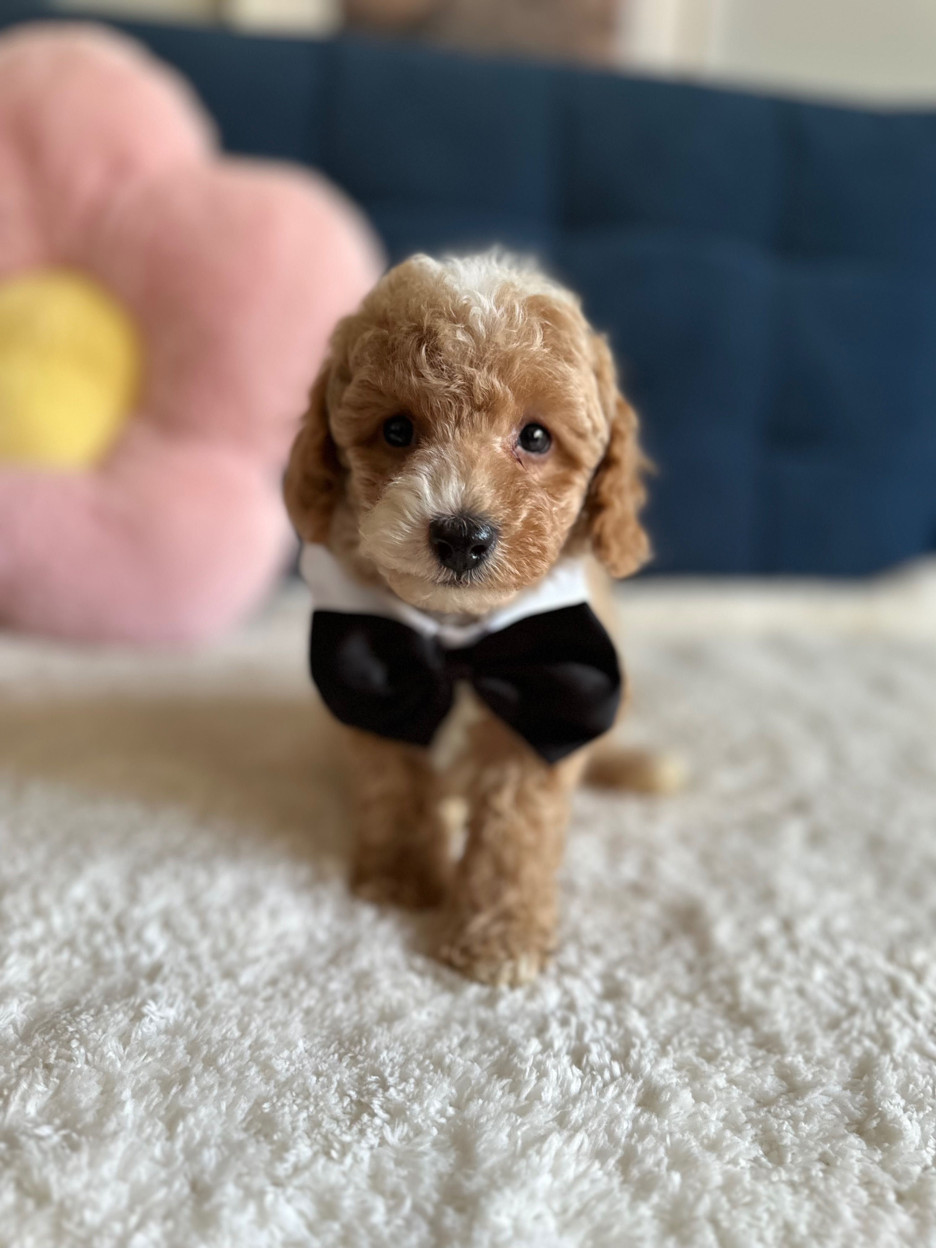 Śliczny Piesek Maltipoo F1b!