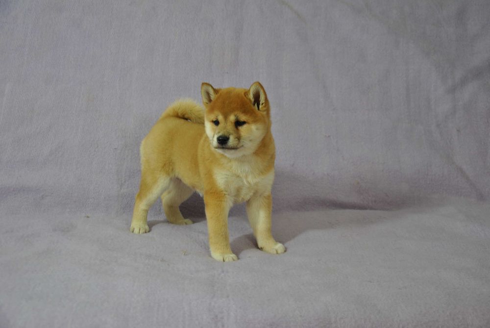 Shiba inu piesek