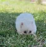 Lulu da Pomerânia menina mini