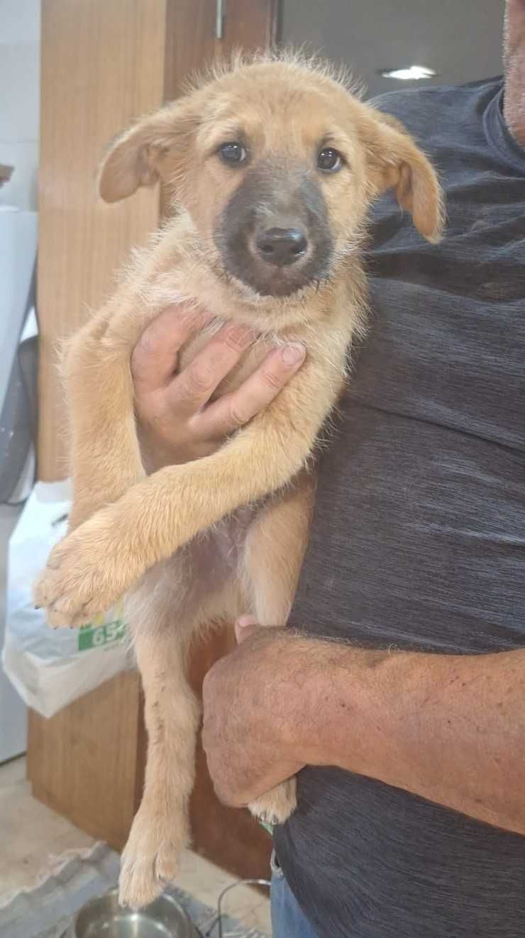 Cão macho para adopção responsável