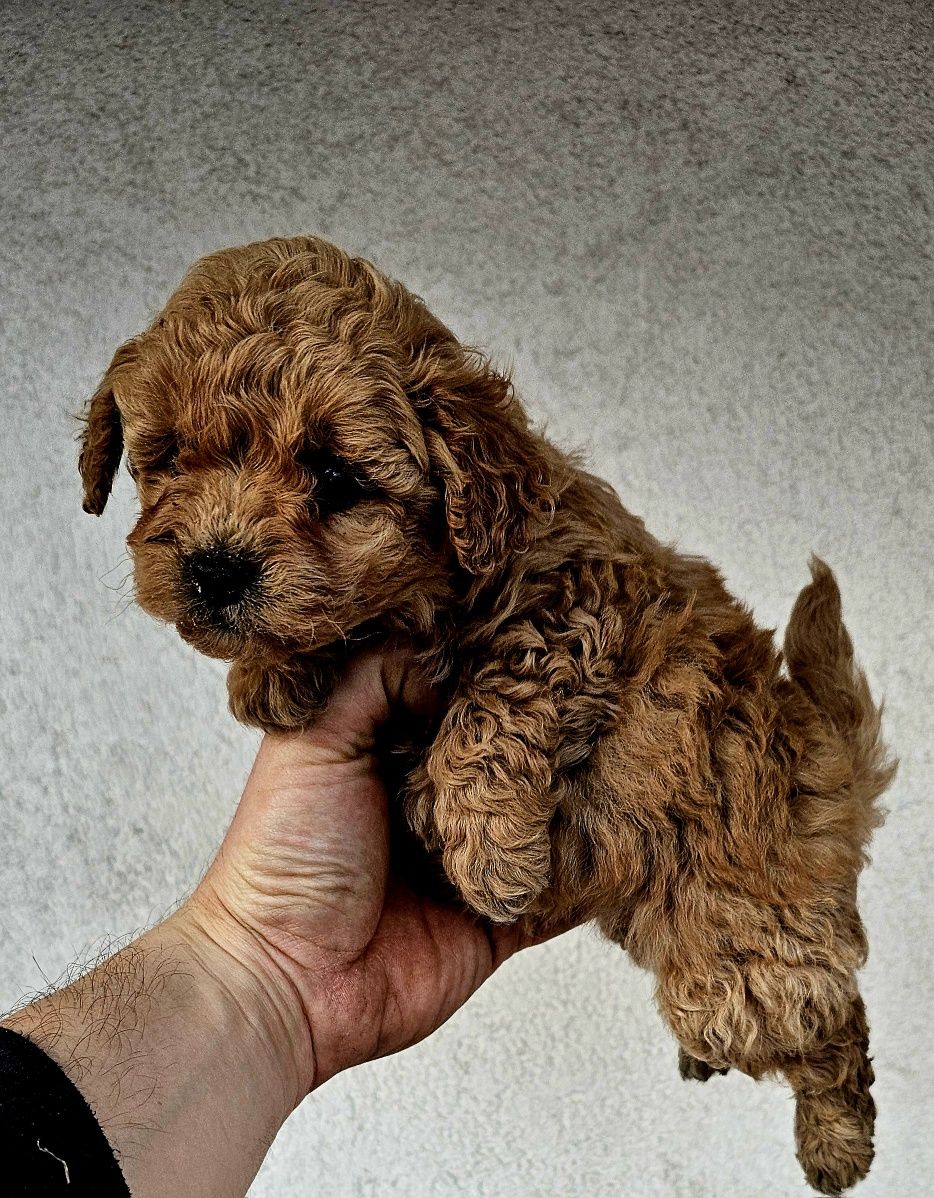 Bichpoo friespoo f1 piesek (maltipoo)