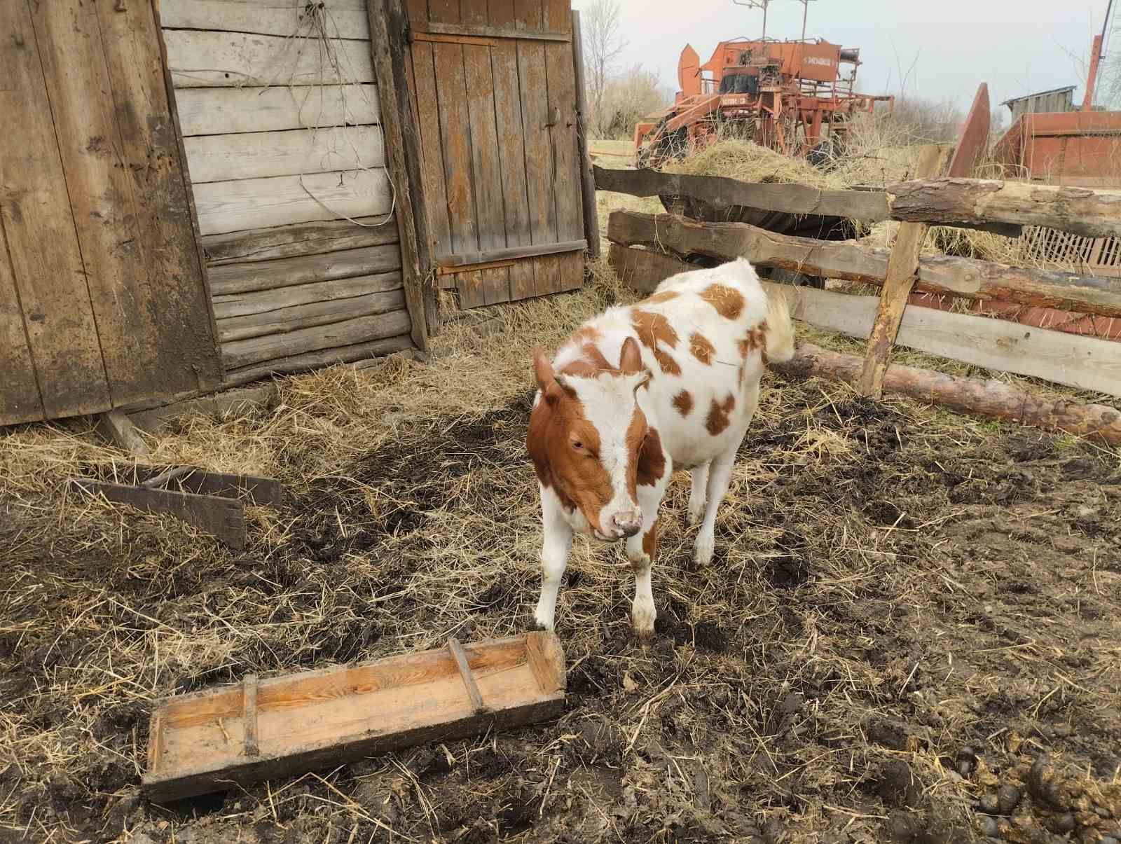 Продаю телят живими, або тушкою.