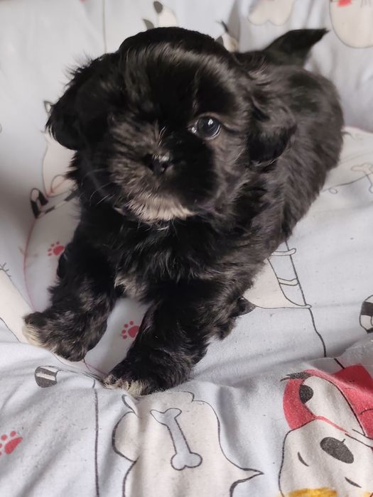 TASHA cudowna czarna dziewczynka Shih-Tzu gotowa na zmianę domu