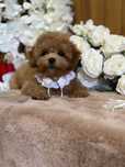 Мальтипу , maltipoo лялькова дівчинка.