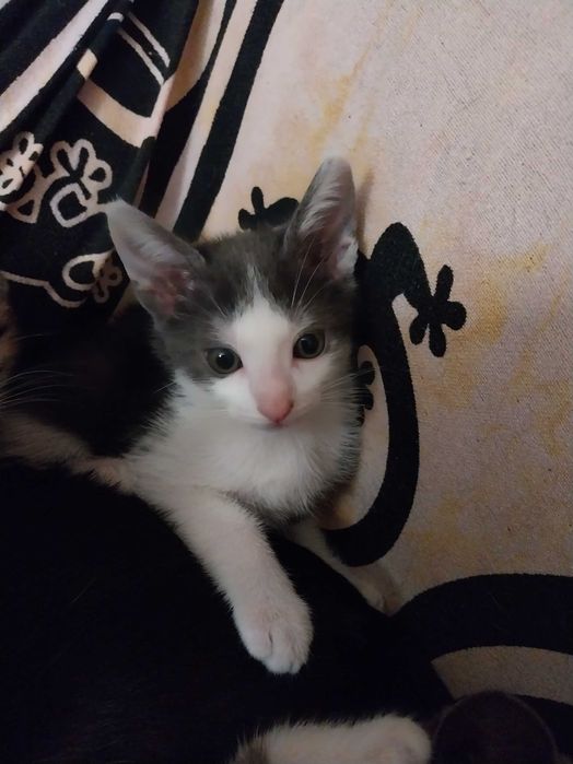 Gatinhos para adoção responsável