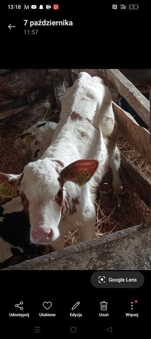 Byczek jałówki cielaki