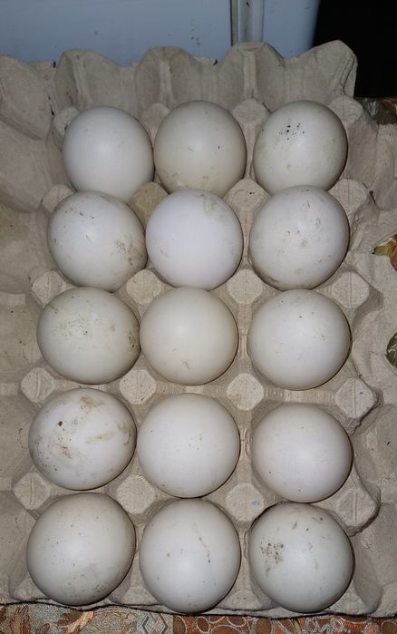 Інкубаційне яйце мускусних качок (індо качок)