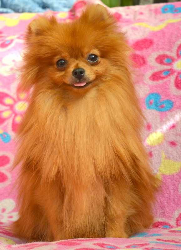 Szpic Miniaturowy Pomeranian mini suczka Emilka ZKwP FCI rodowód