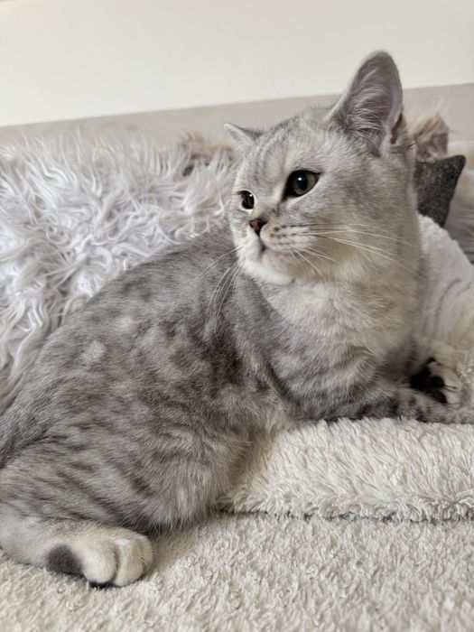 Kocurek brytyjski krótkowłosy srebrny