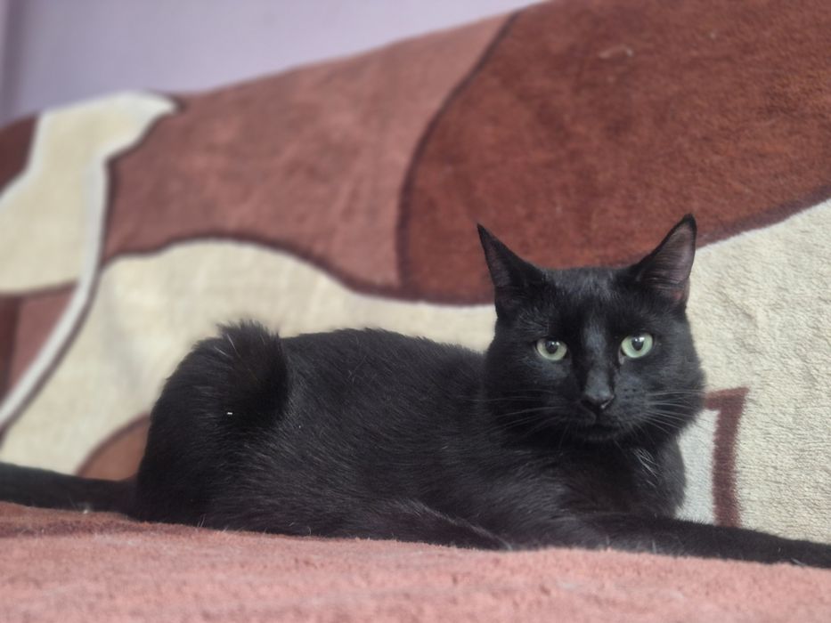 Roczny kocurek Szmaragd do pilnej adopcji