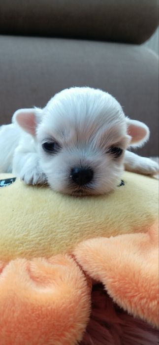 Maltańczyk rezerwacja