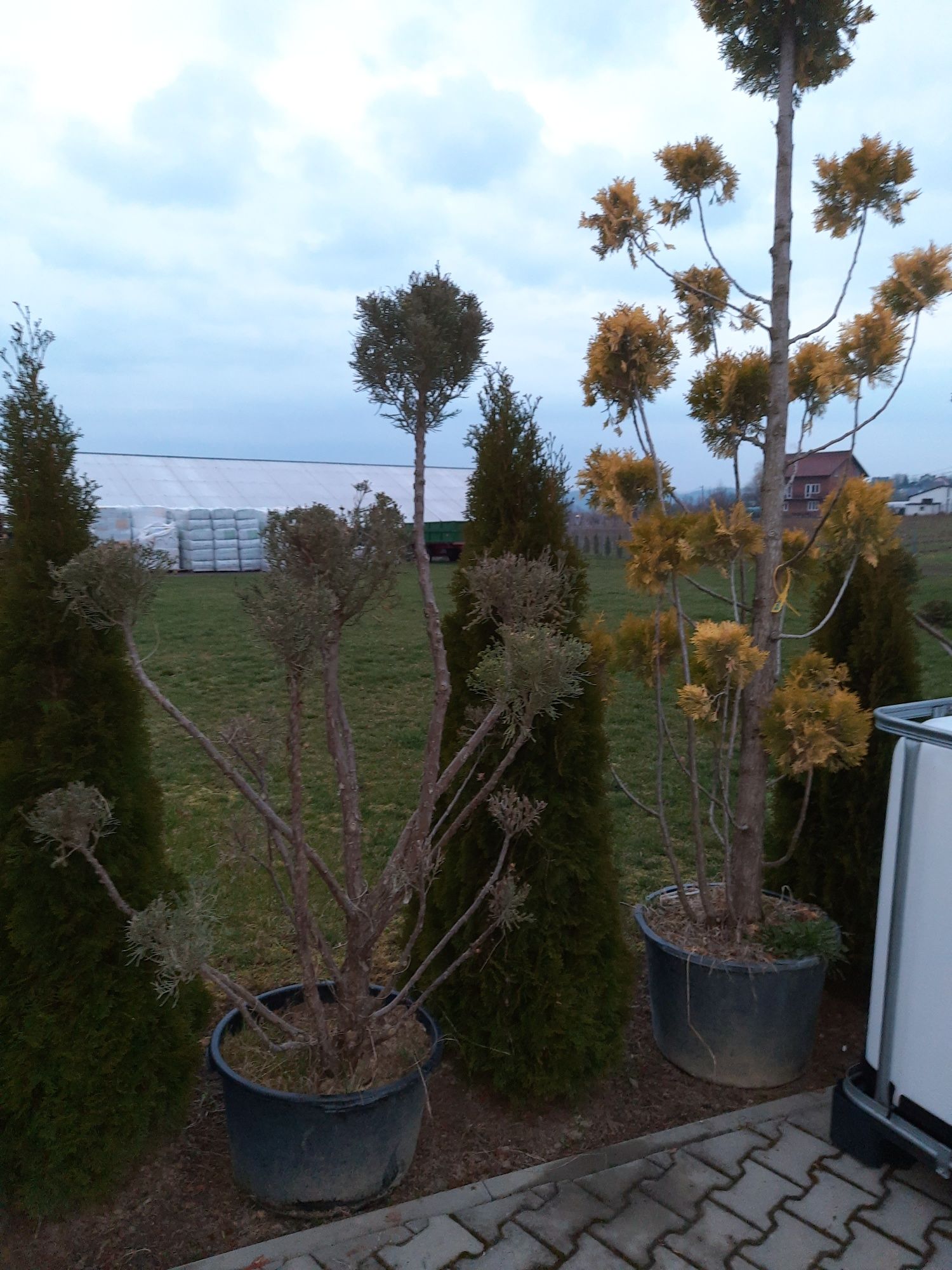 bonsai thuje cyprysy formowane 10-30 lat