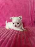 Chihuahua wyjatkowej urody piesek KOBE