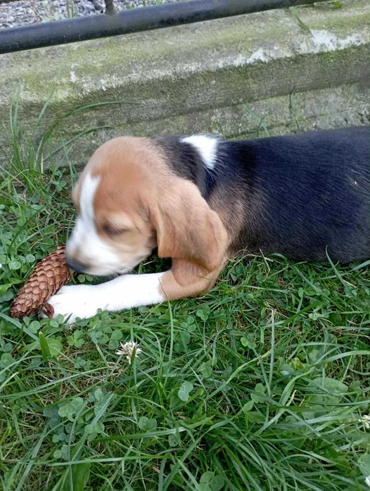 Beagle szczeniak mały
