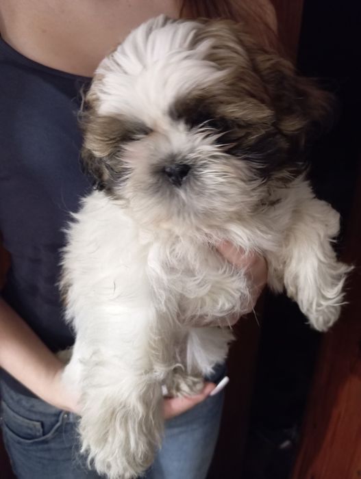 Shih tzu gotowa na odbiór