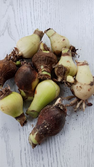 Гіпеаструм,калла біла