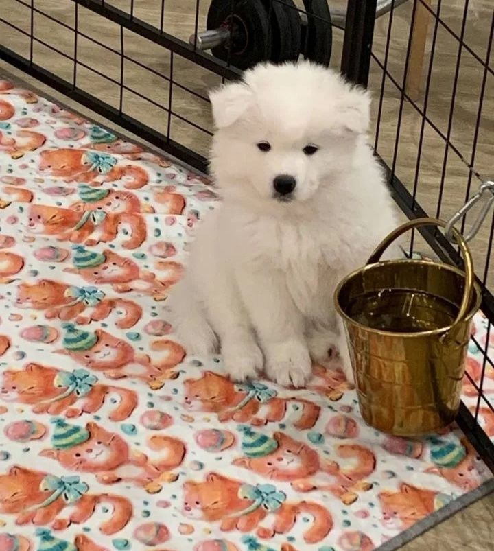 Samoyed odbiór gotowe do zmiany domu