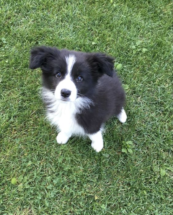 Border Collie czarno bialy/badania gen/ gotowy do odbioru