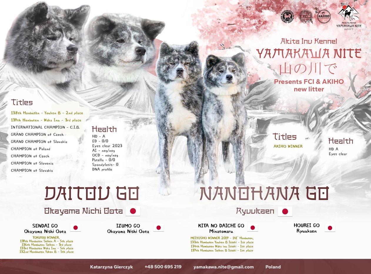 Akita Inu (japońska) piesek LC, ZKwP / FCI & AKIHO