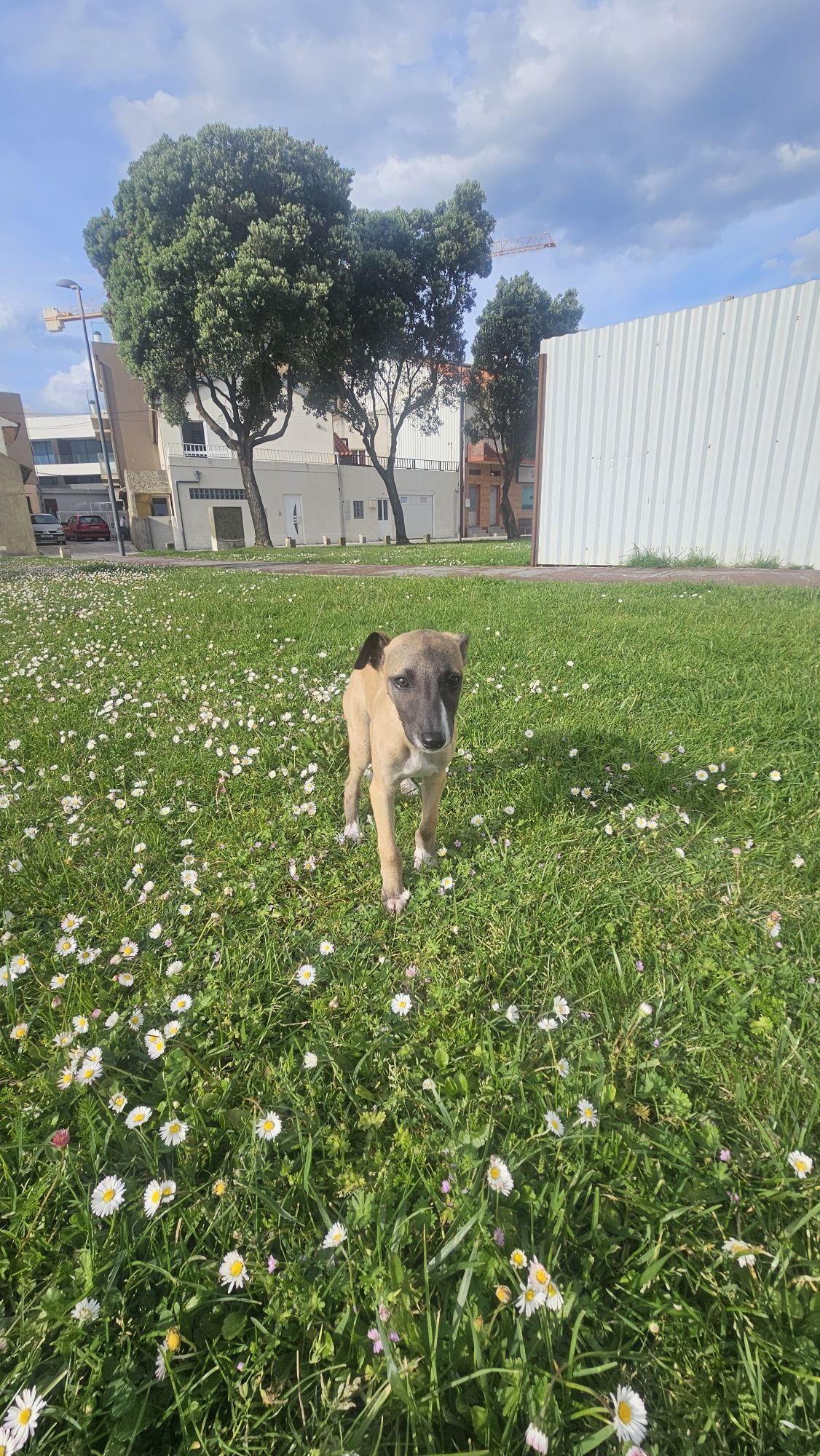 Galgo whippet macho