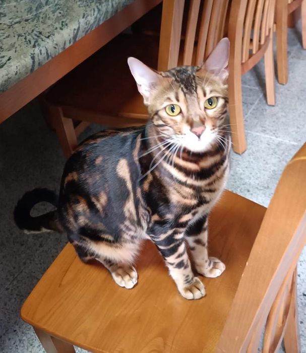 Gatinho Bengal Lince