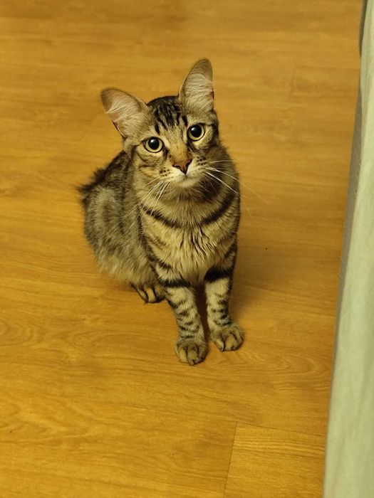 DOÇÃO DE GATO MACHO CASTRADO E VACINADO, DÓCIL.