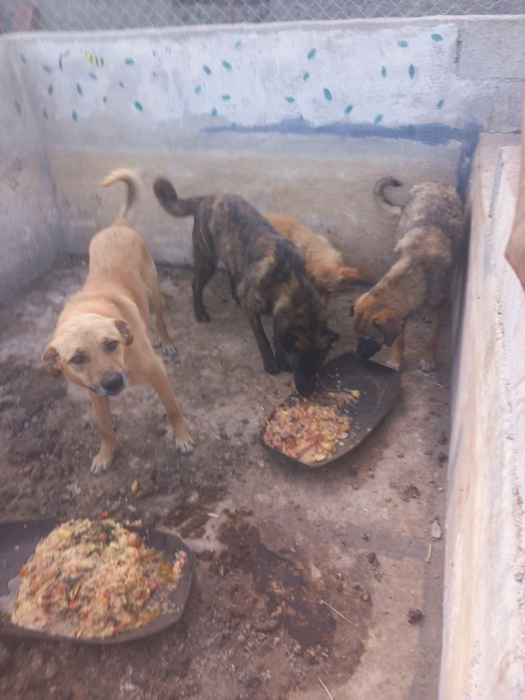 Dou cães e cadelas serra da estrela