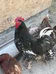 Teczanka czernichowska tęczanka komplet australorp kura czarny